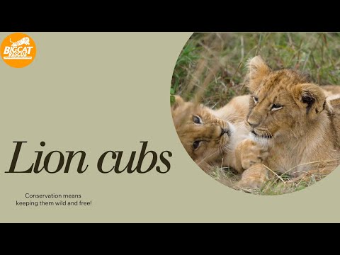 Lion Cubs~Keeping Them Wild And Free