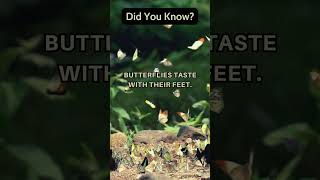 Feet Feasts: Butterfly Tastings #short #didyouknow  #butterflymagic 🦋👣