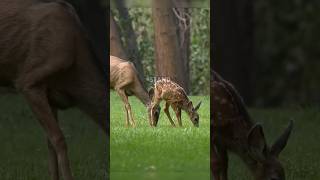 Majestic deer gracefully roaming meadows #deer #naturecaptures