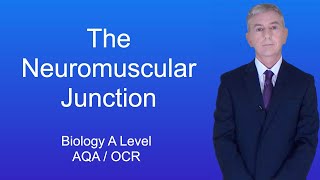 A Level Biology Revision (Year 13) "The Neuromuscular Junction"