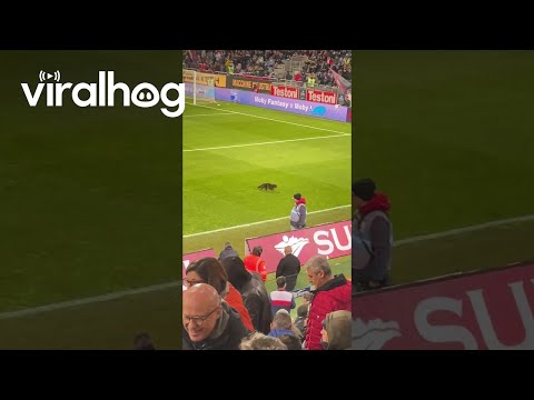 Cat Runs Across Football Pitch || ViralHog