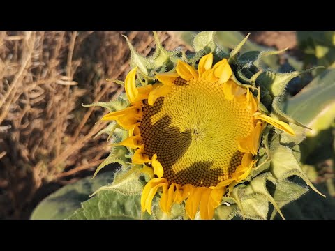 Planting potatoes on a raised bed, Harvesting tomatoes. Productive vlog