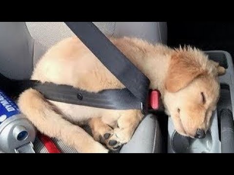 Funniest Golden Retriever PUPPIES will make you LAUGH ALL DAY 😁 Funniest Animal Videos