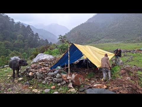 This is Himalayan Life । Nepal । Ep-354 । Himalayan Village Life । Shepherd Life in Rainy Season