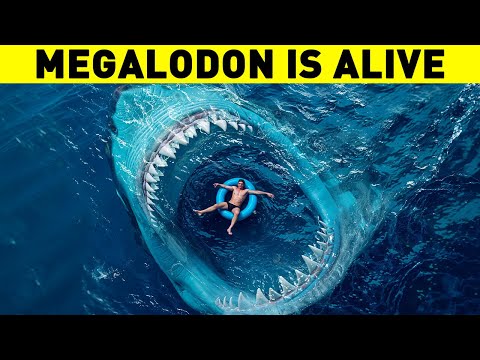 The Biggest LIES Ever Told About the Megalodon 🦈