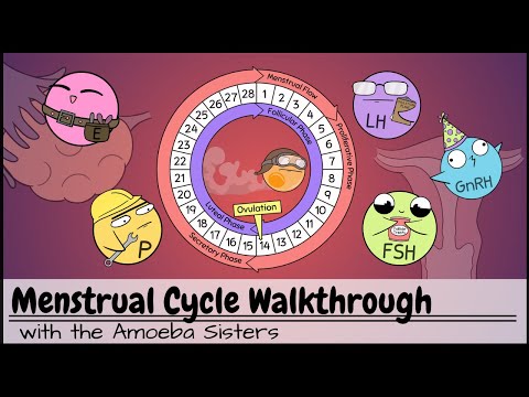 Menstrual Cycle Walkthrough: Phases & Hormonal Regulation