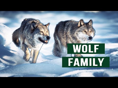 Wolf Pack Survives Harsh 20FT Snow In Yellowstone National Park | White Wolf Documentary