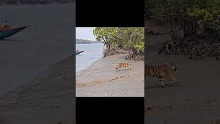 A tiger that had entered human habitation in #sundarban  was safely released back into the forest.