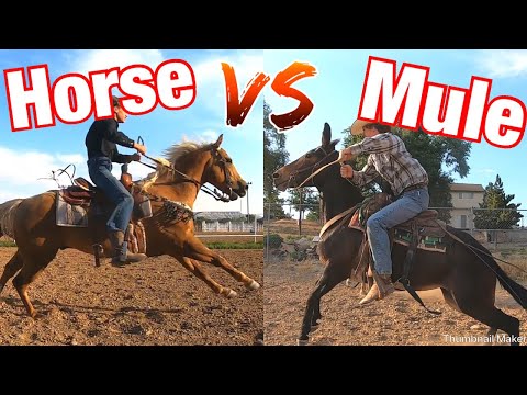 Horse vs Mule: Who is Faster? 100 Yard Race.