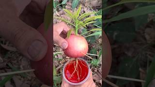 Apple with fruit Mango 🥭 #camping #outdoorsurvival #bushcraft #satisfying #mango #apple #garden