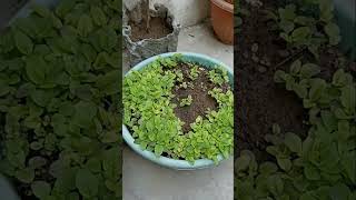 How to grow Tulsi from seeds.