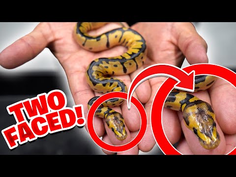 I've NEVER Seen This Before?! TWO FACED SNAKE!