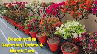 Bougainvillea Update of February repotting & Full bloom in March ||Secret to full bloom & Fertilizer