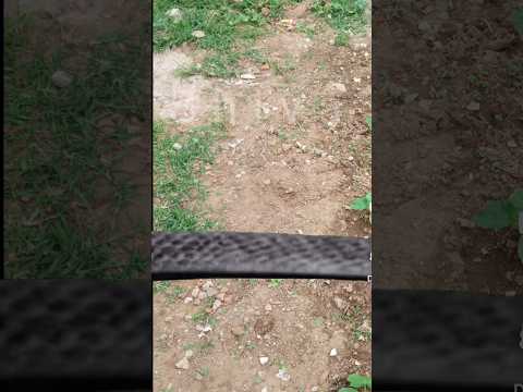 snake in field !! #short #shorts#shortvideo