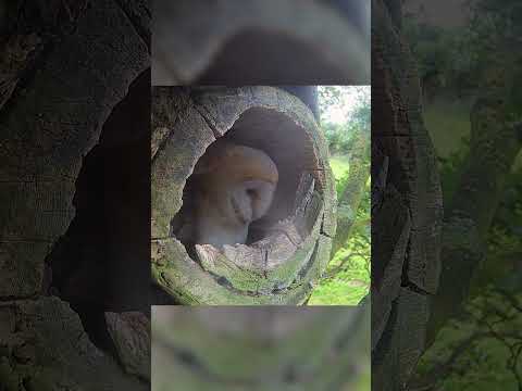 When barn owls Storm & Cloud choose the best nest in the neighbourhood🦉🏠