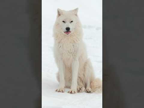 Arctic Wolf: The Ultimate Survivor of the Frozen Wild! #wolf #wildlife #animals