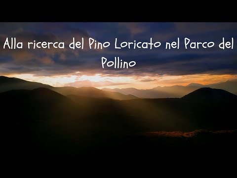 *Parco del Pollino: alla ricerca del pino loricato in Basilicata (Ep.18)