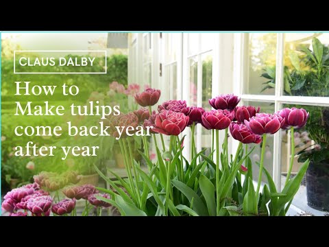 How to Make tulips come back year after year