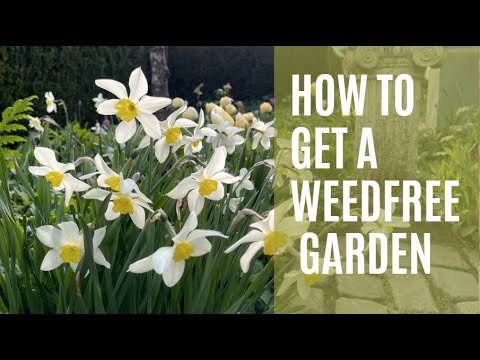 How to get a weedfree garden