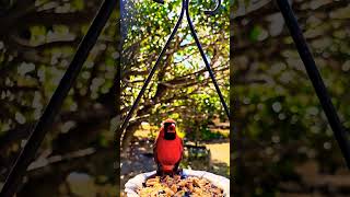 Male Cardinal Bird #backyardbirds #birds #nuts_about_birds #birdbrilliance #bestbirdshots