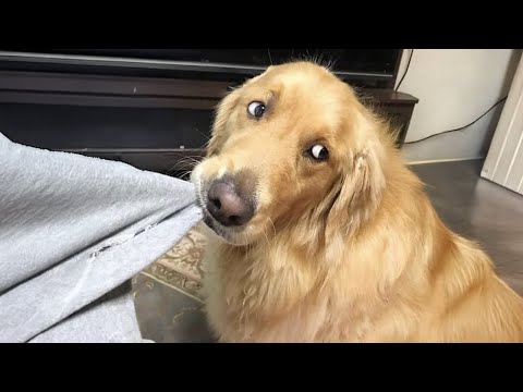 The Funniest Golden Retriever, You Won’t Stop Laughing! 🤣🐶