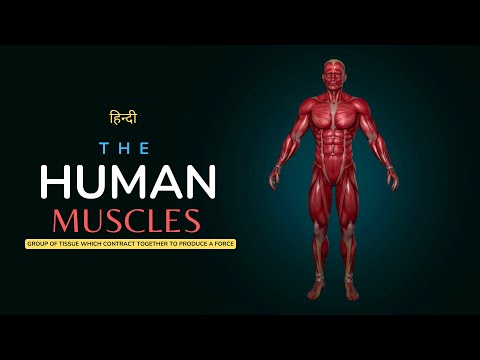 The Human Muscle - Fueling the Human Machine – [Hindi] – Infinity Stream