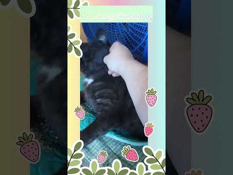 Cat Nip- before Breakfast! #cookingcrossing #cat ##seniorcat #blackcat #blackcatshortsvideo