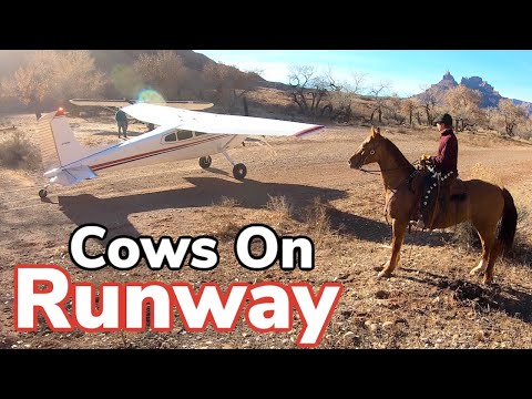 Bad Timing! Cows on Landing Strip and Roping Bulls | Vlog #16