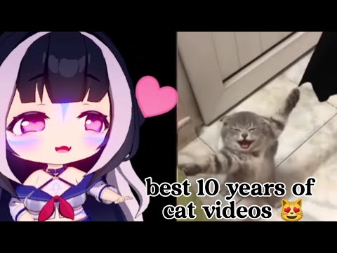 ShyLily reacts | The best 10 years of cat videos