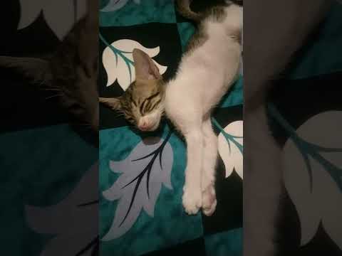 #shortsvideo #animallover #catvideos