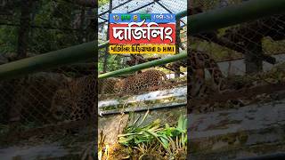 Batasia Loop to Darjeeling zoo vlog | Darjeeling tour guide #darjeeling #travelvlog #minivlog #shots