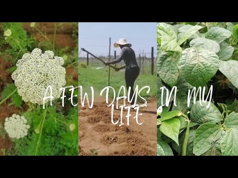 A Week In My Life | A house to a Home | Gardening #southafricanyoutuber