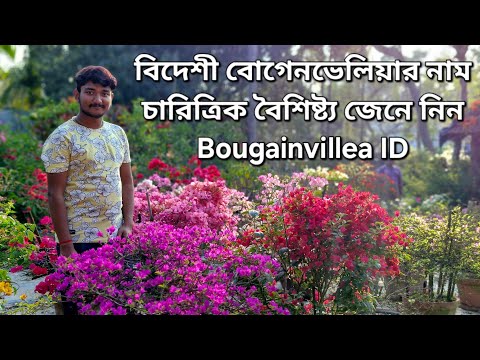 বোগেনভিলিয়ার নাম ও চারিত্রিক বৈশিষ্ট্য/Bougainvillea ID & features|#bougainvillea