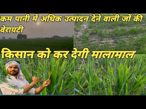 कम पानी 💧 में अधिक उत्पादन देनें वाली जों की फसल 🌾🌾#जो #जो_की_खेती #khetibadi #kheti #kisan