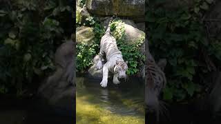 How rare are white tigers? #tiger #whitetiger #naturepbs #pbs