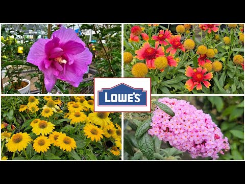 Lowes August CLEARANCE & New Arrivals!