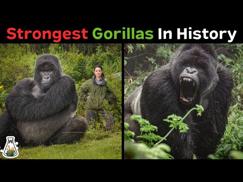 10 Most Powerful Gorillas in History