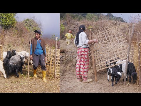 A Day in the Himalayan Mountains with a Shepherd Family || shepherd life of Nepal @manjitacooking