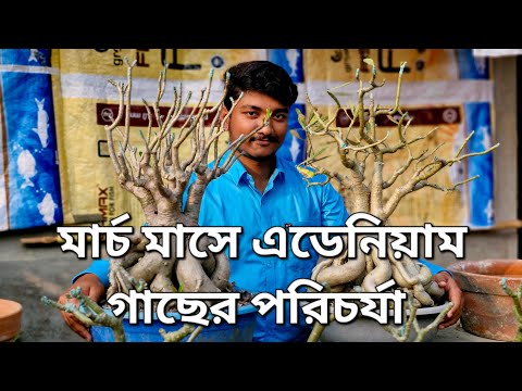 মার্চ মাসে এডেনিয়াম গাছের সঠিক যত্ন ও পরিচর্যা!how to care for Adenium In March!#adeniumcare