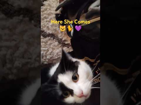 Here She Came🥺#cat #shortsfeed #viralvideo #viralshorts #catvideos