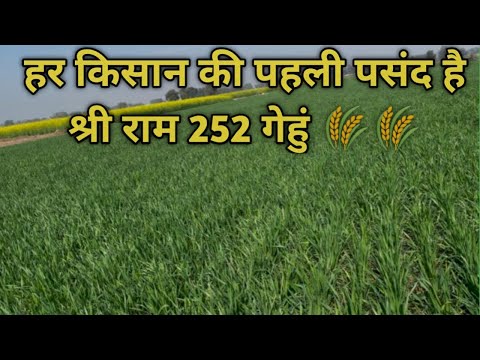 श्री राम 252 गेहूं 🌾🌾किसानो को कर रही हैं मालामाल #kheti #agriculture #khetibadi #kheti #kisan