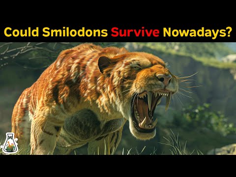 Could Smilodons Survive Nowadays?