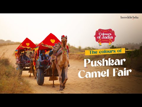 The colours of Pushkar Camel Fair | Rajasthan