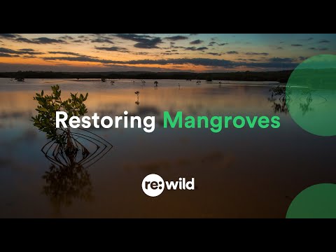 Restoring Mangroves