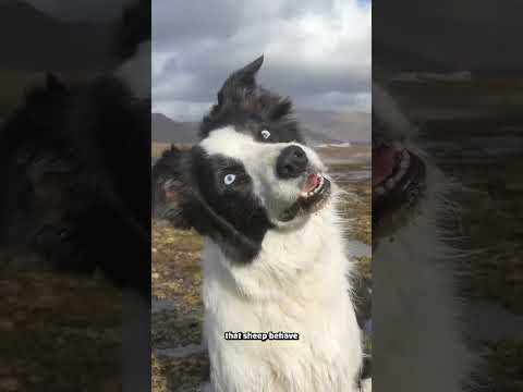 How Single Dogs Can Herd Giant Groups of Sheep #shorts