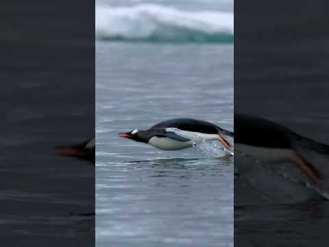 Gentoo penguins are the fastest