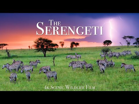 The Serengeti 4K - Scenic Wildlife Film With African Music