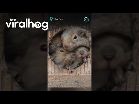 All Squirrels Want To Peek || ViralHog