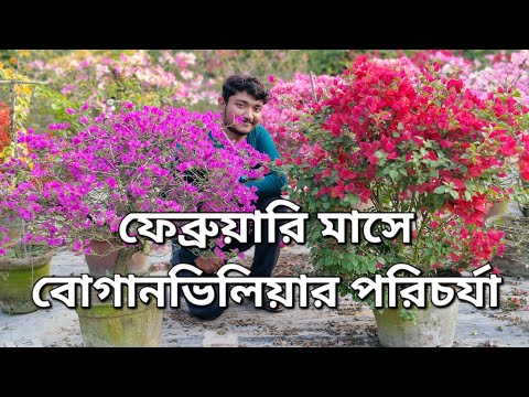 ফেব্রুয়ারি মাসে বোগানভিলিয়ার সম্পূর্ণ পরিচর্যা!How to care for Bougainvillea plant in February!