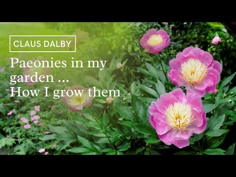 Paeonies in my garden. How to grow them